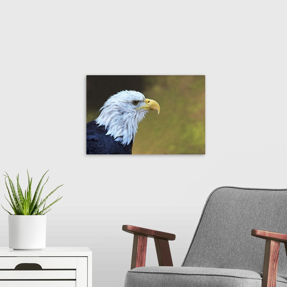 A modern room featuring Captive bald eagle, West Yellowstone, Montana