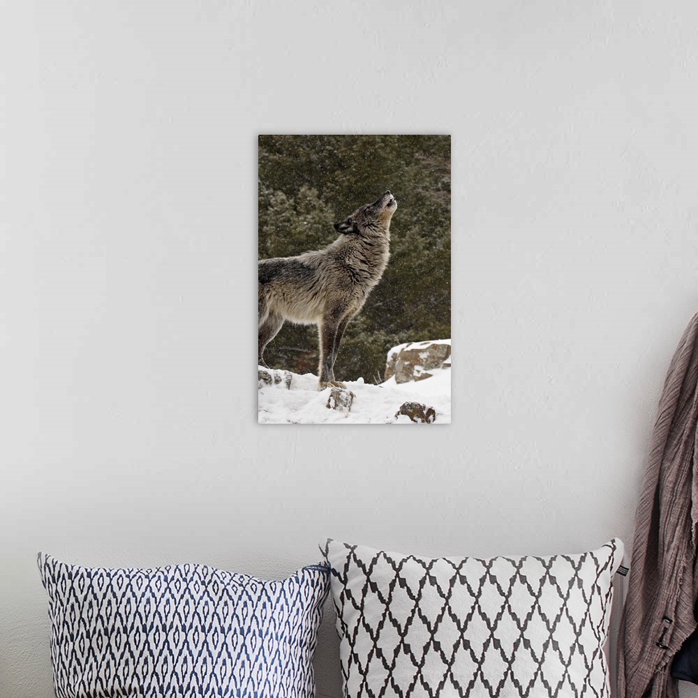 A bohemian room featuring Captive gray wolf howling in the snow, near Bozeman, Montana