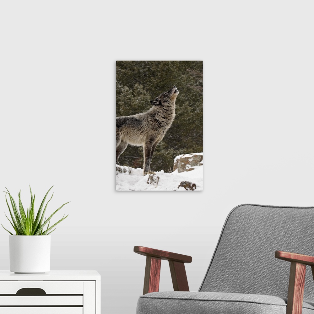 A modern room featuring Captive gray wolf howling in the snow, near Bozeman, Montana