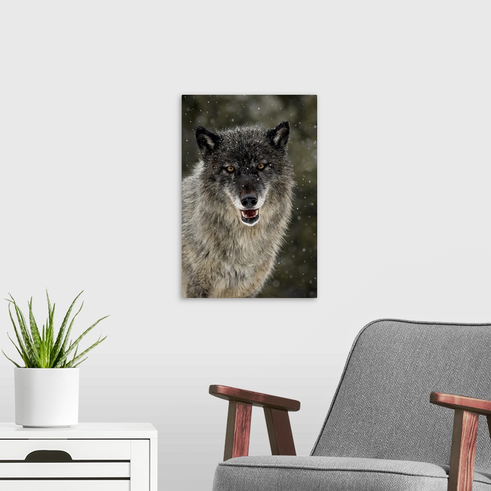 A modern room featuring Captive gray wolf in the snow, near Bozeman, Montana
