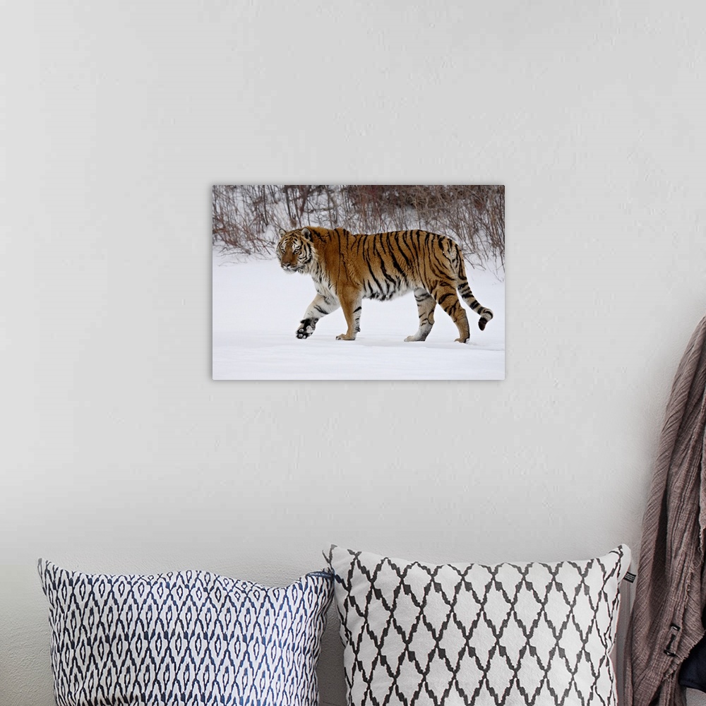 A bohemian room featuring Captive Siberian Tiger (Panthera tigris altaica) in the snow, near Bozeman, Montana, United State...