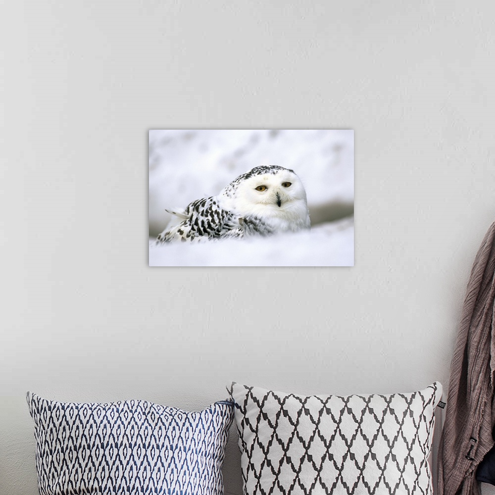 A bohemian room featuring Captive snowy owl