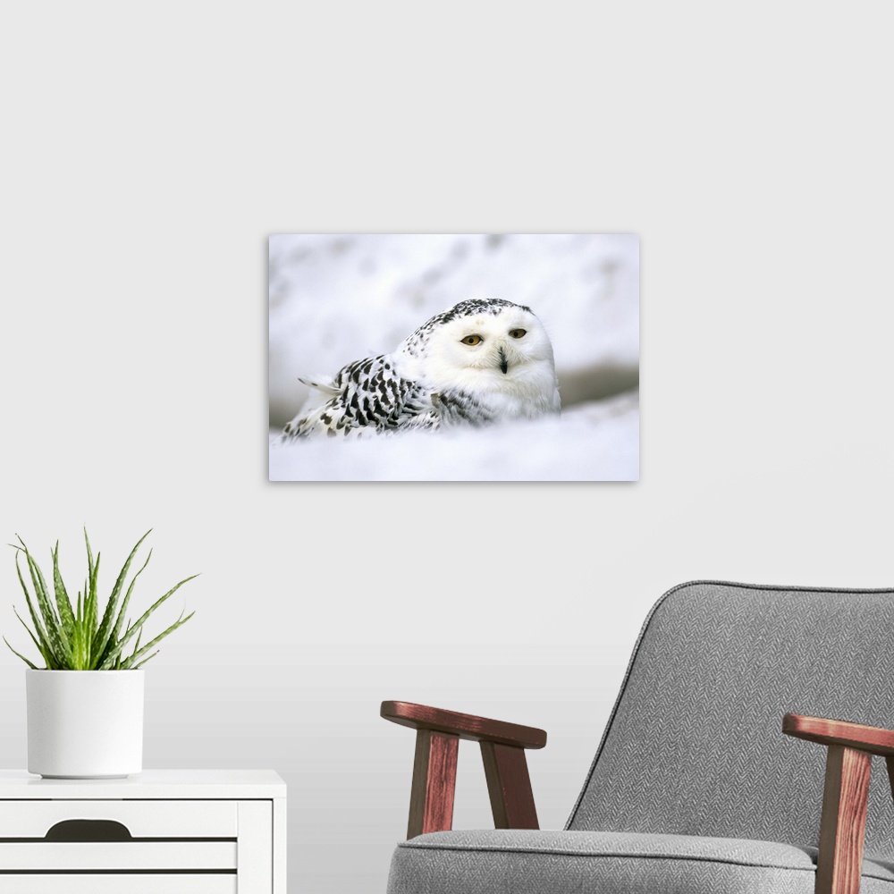 A modern room featuring Captive snowy owl