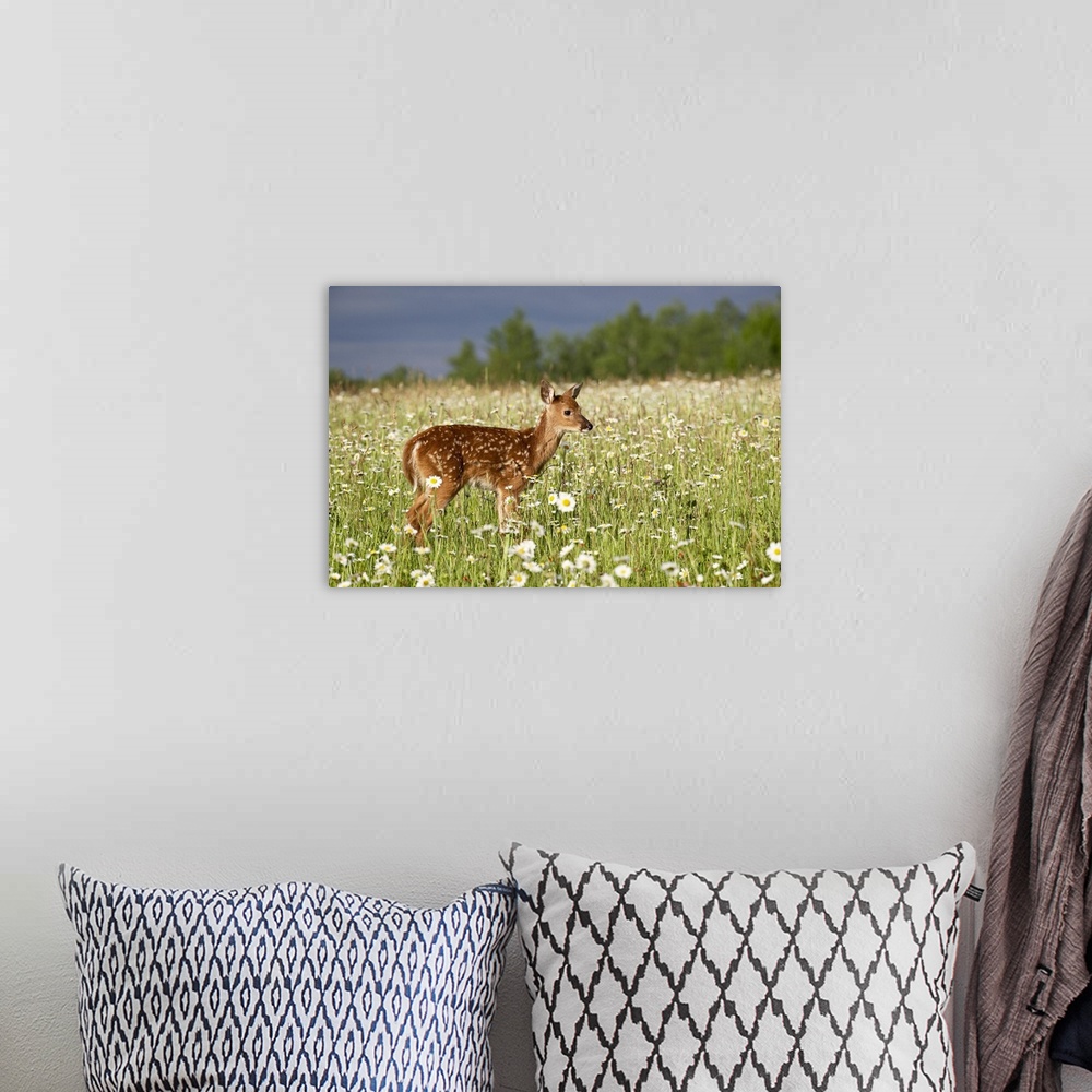 A bohemian room featuring Captive whitetail deer fawn among oxeye daisies, Sandstone, Minnesota