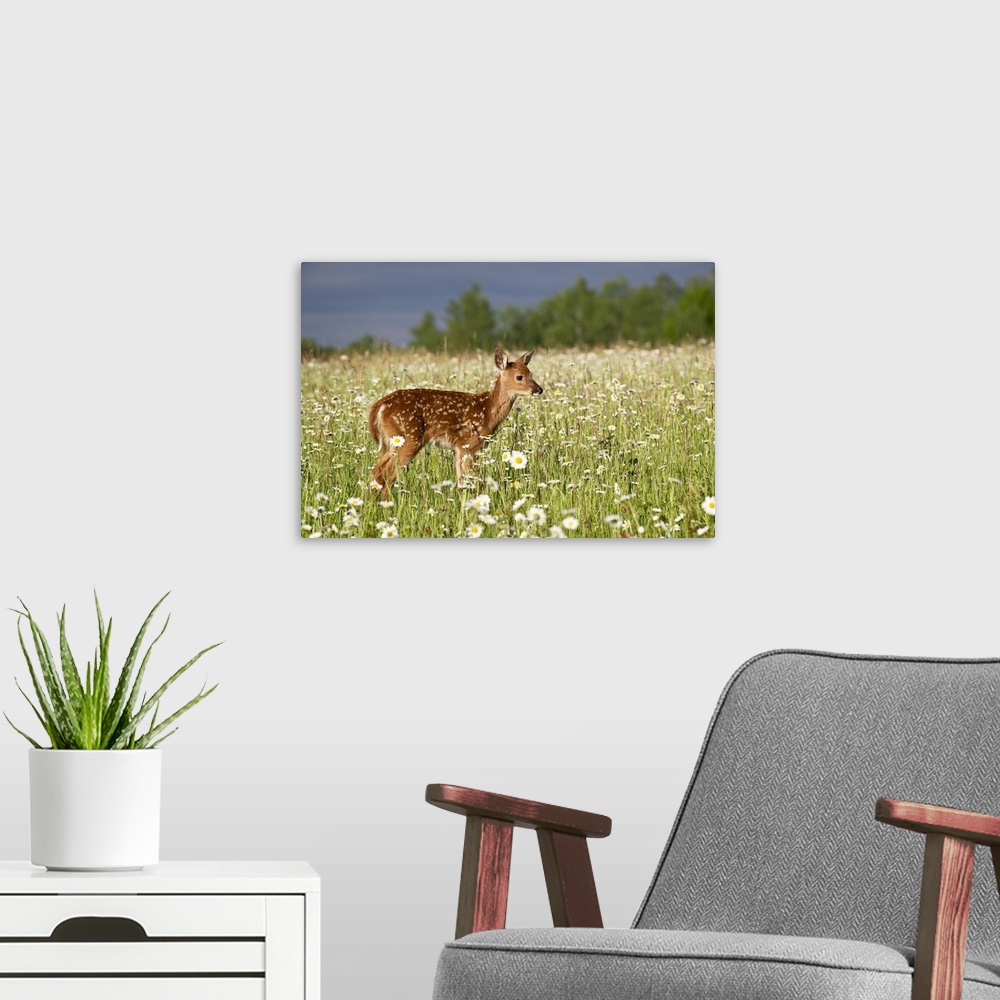 A modern room featuring Captive whitetail deer fawn among oxeye daisies, Sandstone, Minnesota