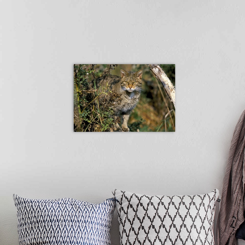 A bohemian room featuring Captive wild cat, UK