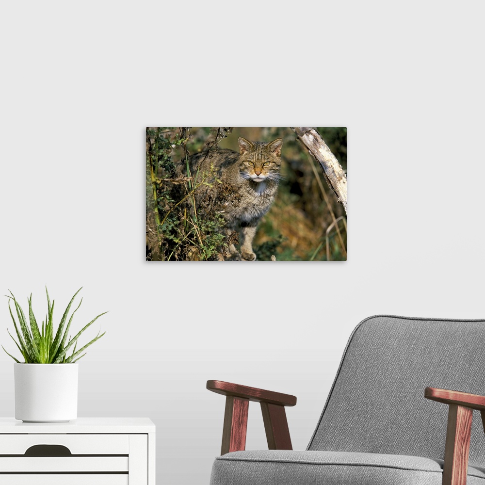 A modern room featuring Captive wild cat, UK