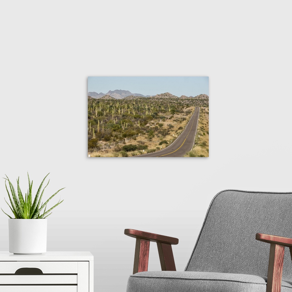 A modern room featuring Cardon cacti by main road down Baja California, near Loreto, Mexico, North America