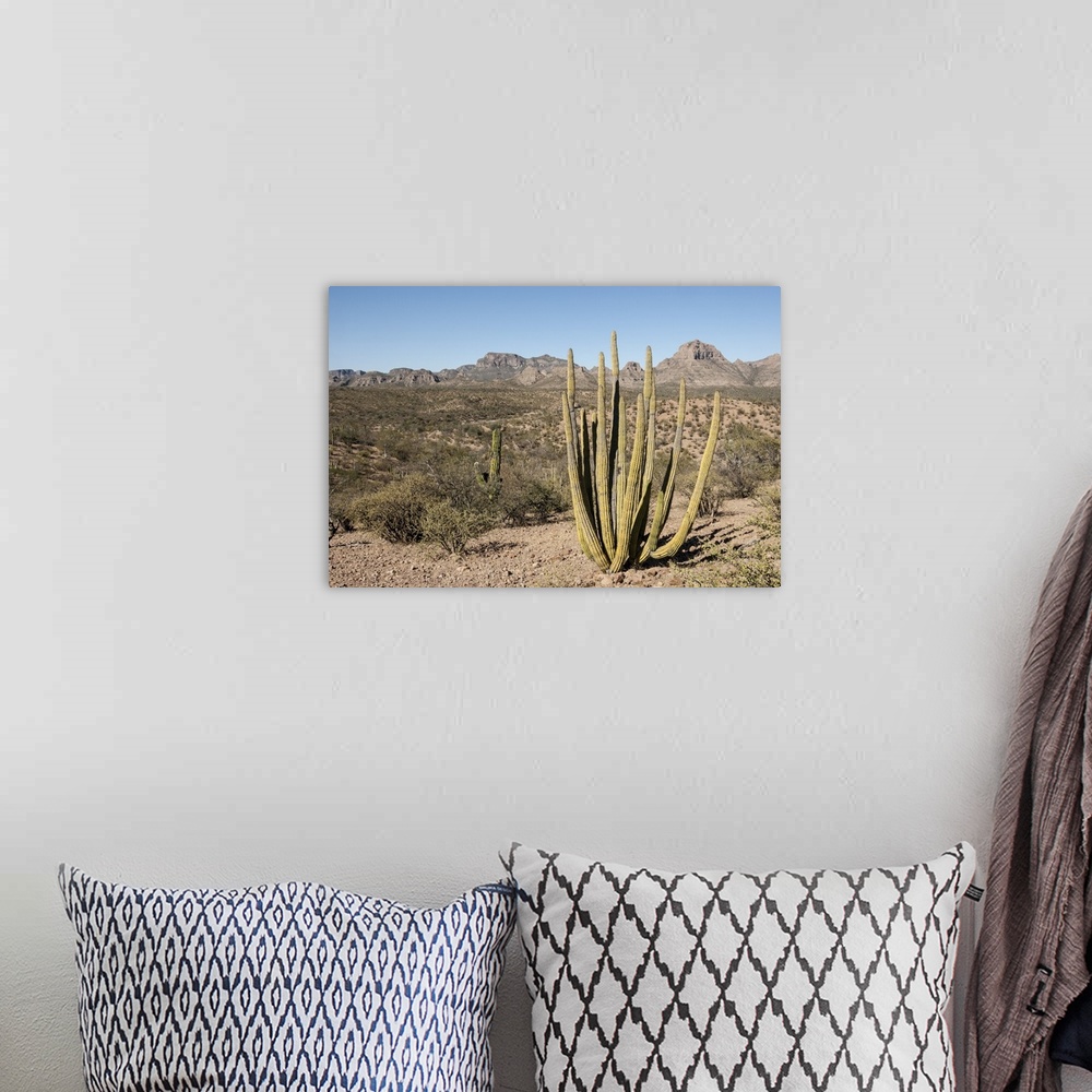 A bohemian room featuring Cardon cactus, near Loreto, Baja California, Mexico, North America