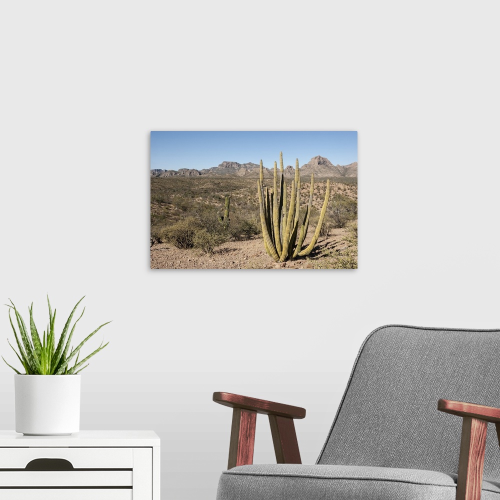 A modern room featuring Cardon cactus, near Loreto, Baja California, Mexico, North America
