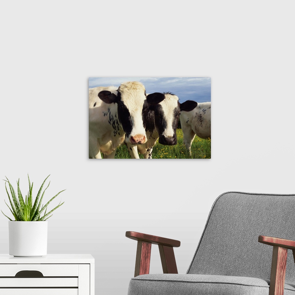A modern room featuring Cattle