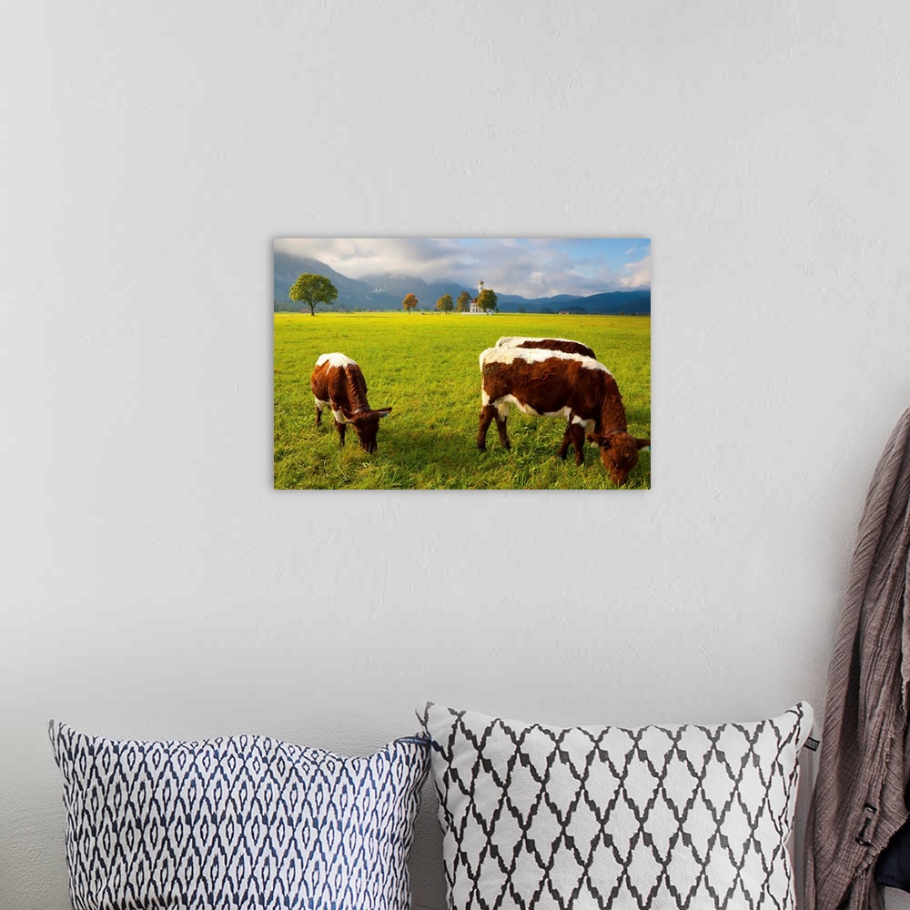 A bohemian room featuring Cattle grazing with Saint Koloman Church in the background, Bavaria, Germany