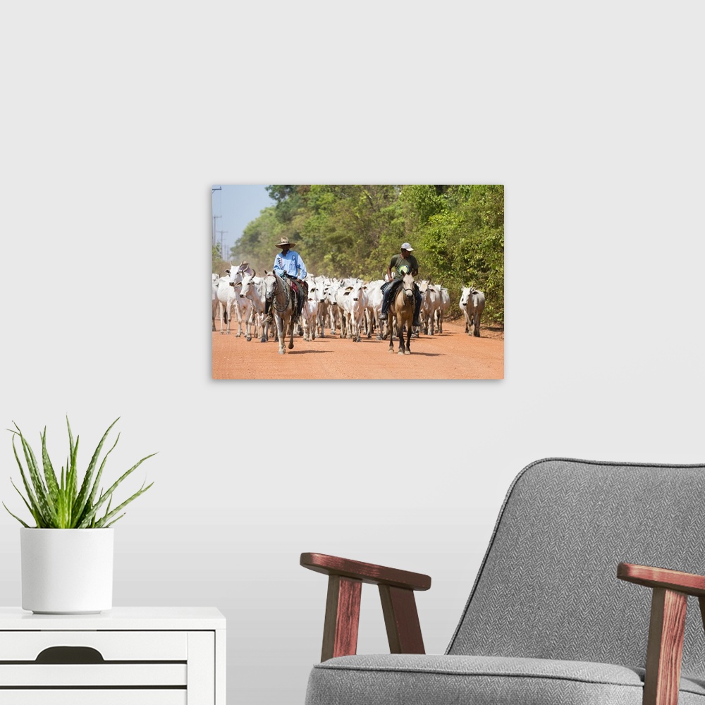 A modern room featuring Cattle herd, Pantanal, Mato Grosso, Brazil