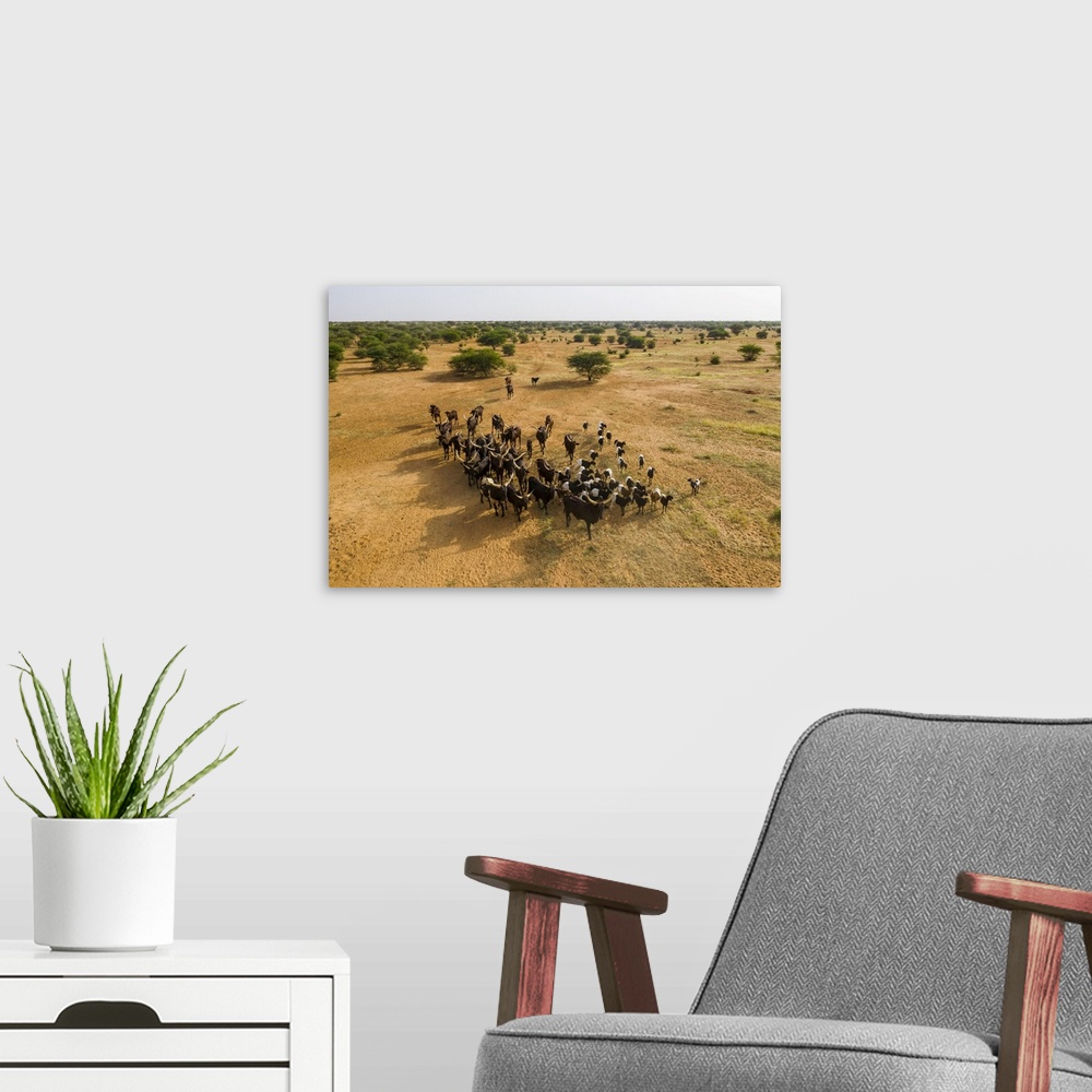 A modern room featuring Aerial of cattle moving to a waterhole, Gerewol festival, courtship ritual competition among the ...