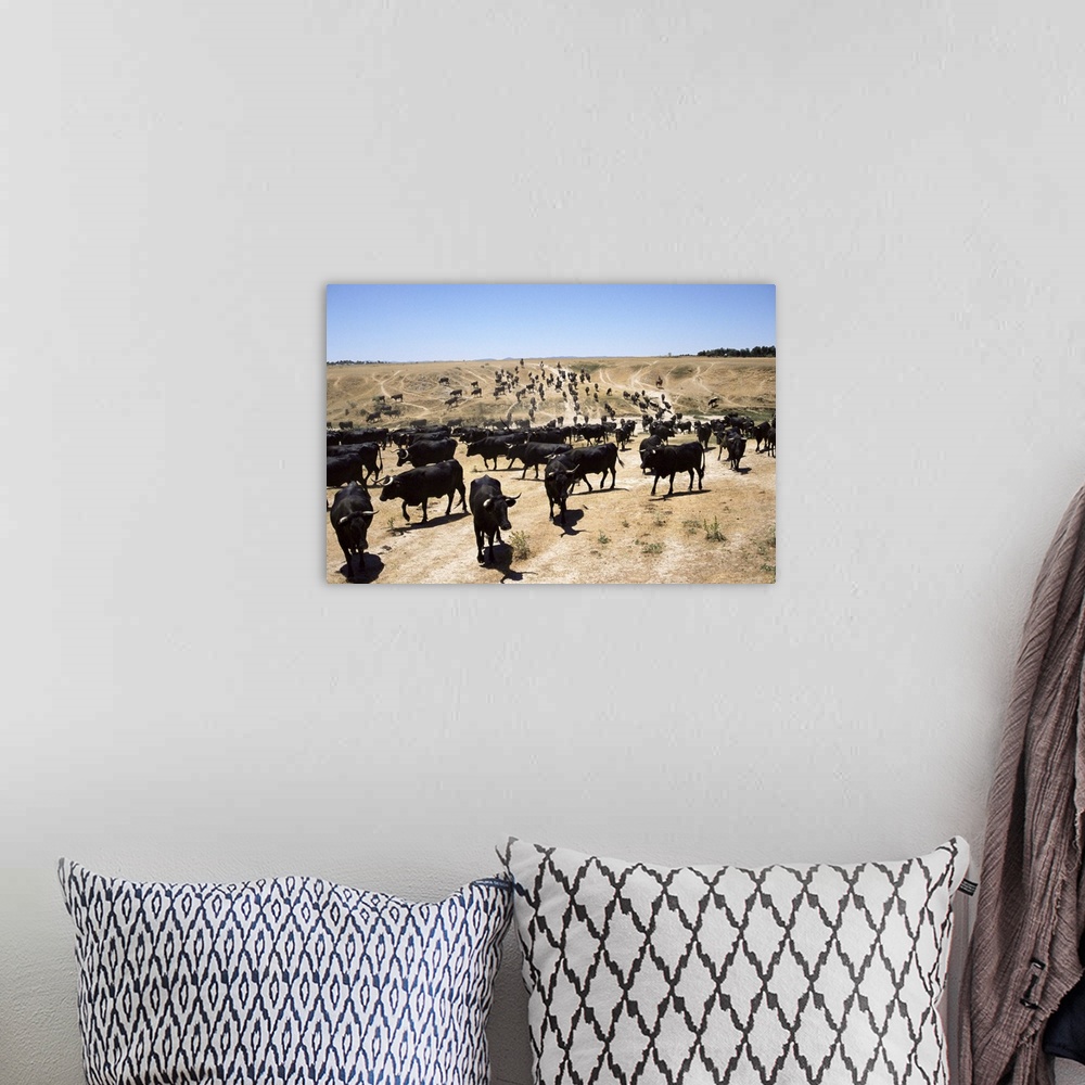 A bohemian room featuring Cattle transhumance, Spain, Europe