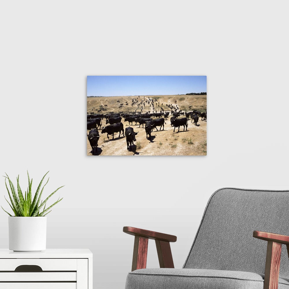A modern room featuring Cattle transhumance, Spain, Europe