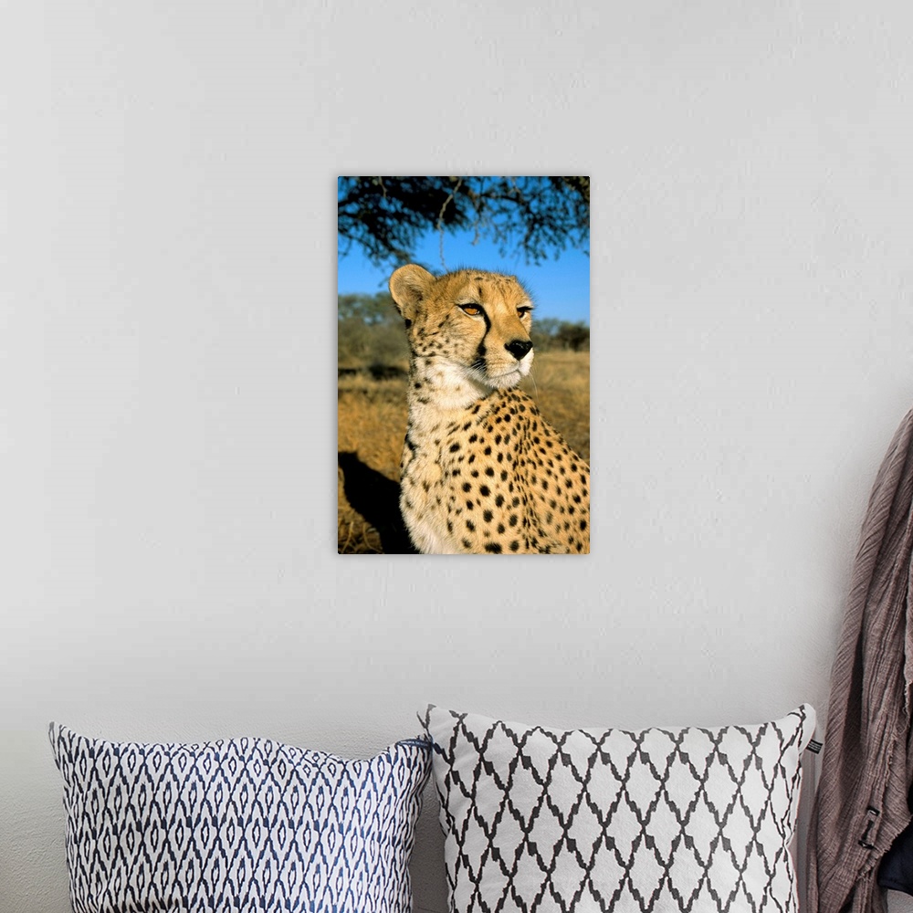A bohemian room featuring Cheetah (Acinonyx jubatus) in captivity, Namibia, Africa