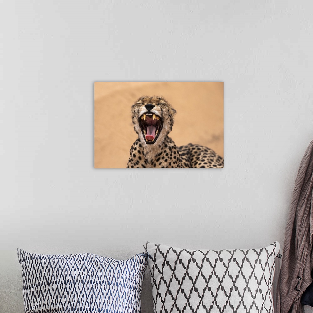 A bohemian room featuring Cheetah (Acinonyx jubatus) yawning, Kgalagadi Transfrontier Park, South Africa, Africa
