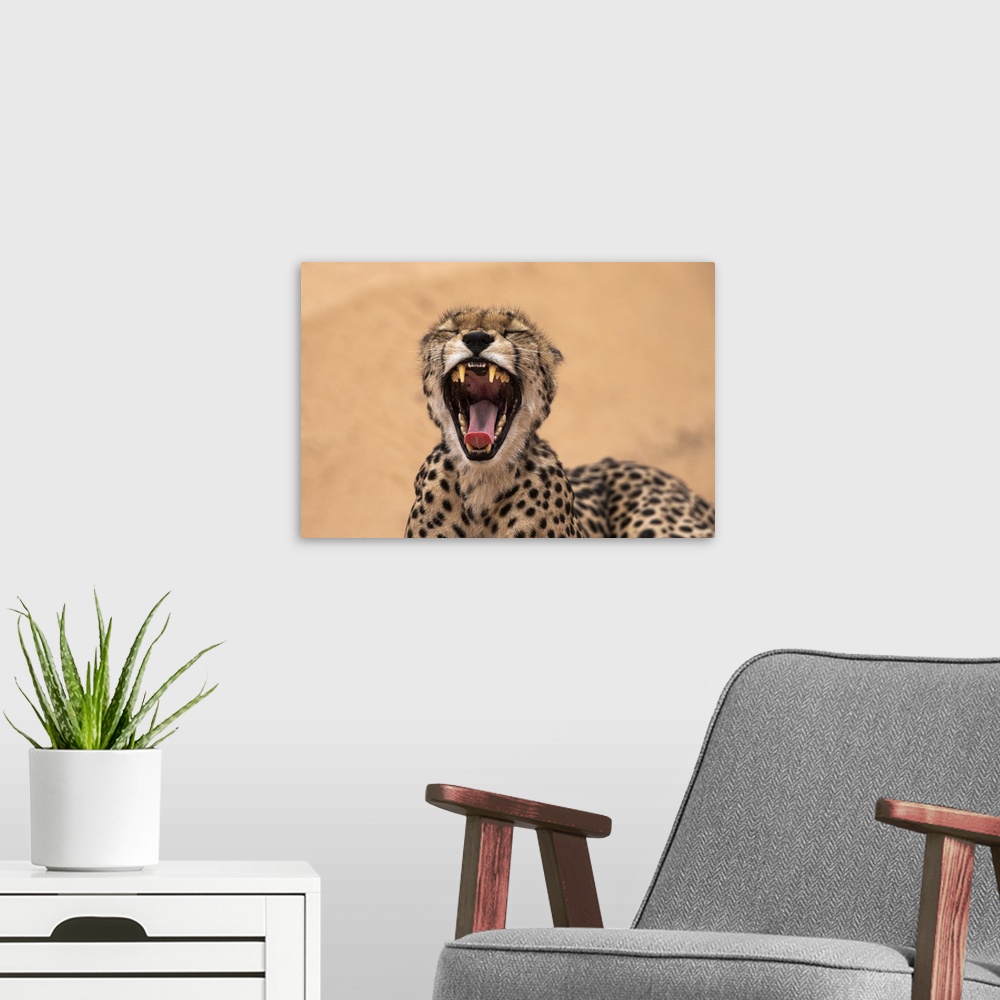 A modern room featuring Cheetah (Acinonyx jubatus) yawning, Kgalagadi Transfrontier Park, South Africa, Africa