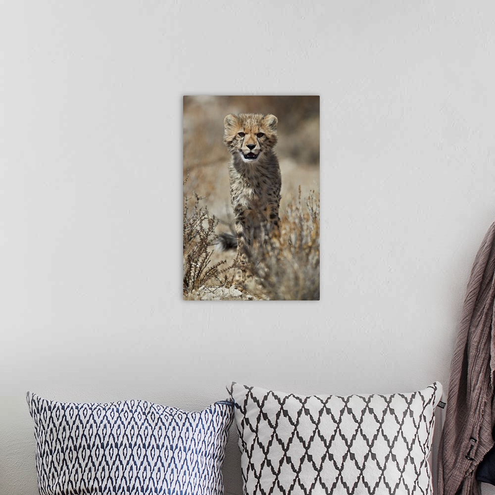 A bohemian room featuring Cheetah cub, Kgalagadi Transfrontier Park, encompassing the former Kalahari Gemsbok National Park