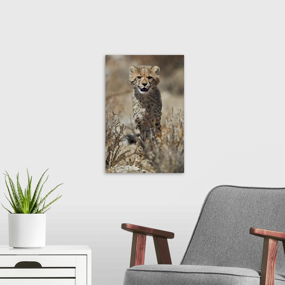 A modern room featuring Cheetah cub, Kgalagadi Transfrontier Park, encompassing the former Kalahari Gemsbok National Park