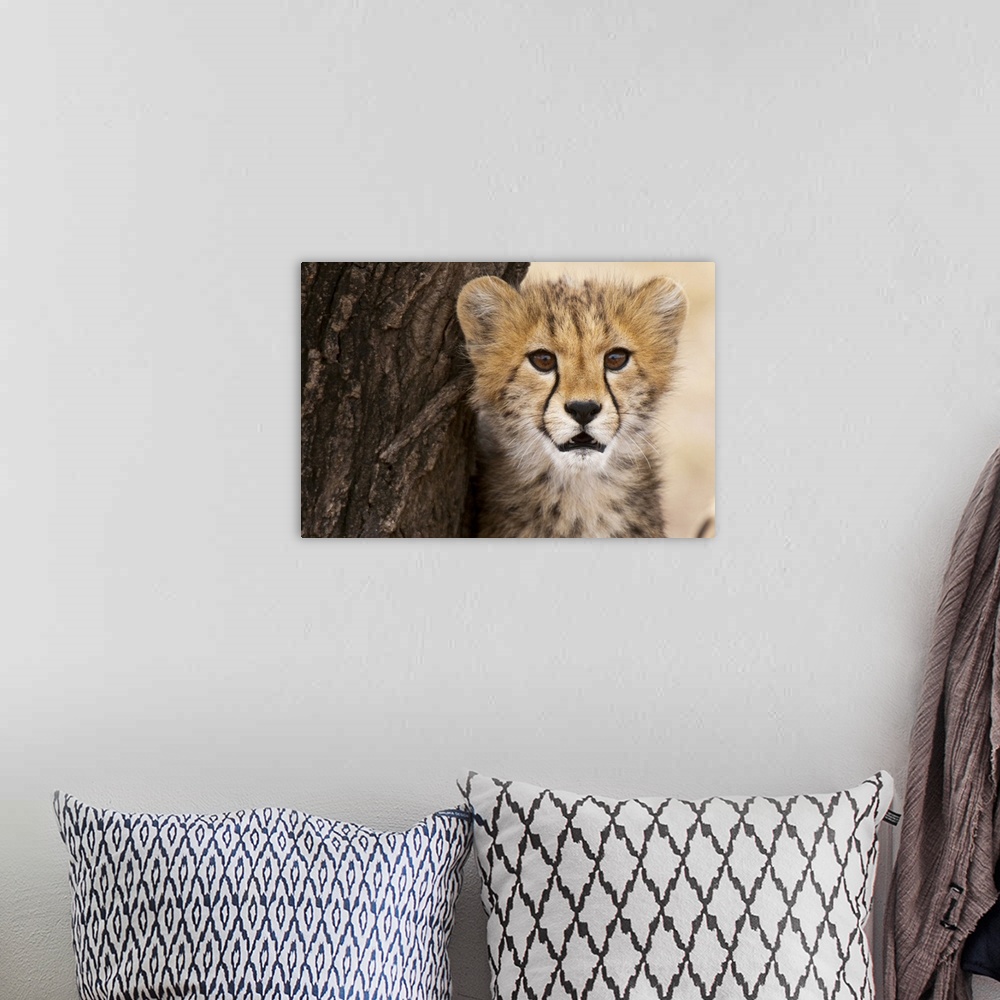 A bohemian room featuring Cheetah cub, Masai Mara, Kenya, East Africa, Africa