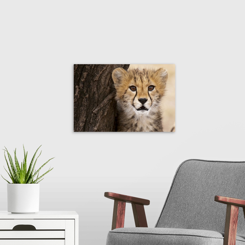 A modern room featuring Cheetah cub, Masai Mara, Kenya, East Africa, Africa