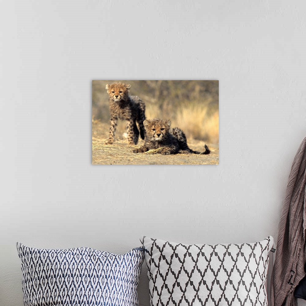 A bohemian room featuring Cheetah cubs, Duesternbrook Private Game Reserve, Windhoek, Namibia, Africa