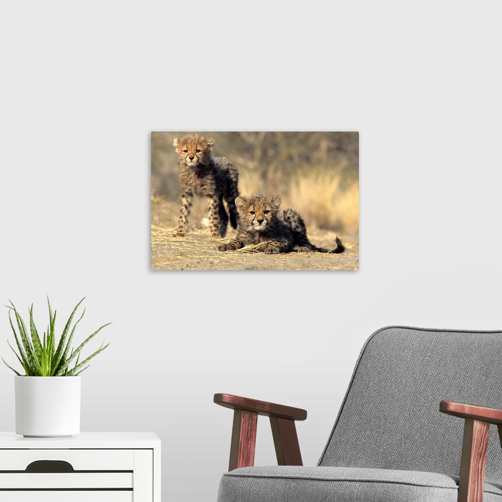 A modern room featuring Cheetah cubs, Duesternbrook Private Game Reserve, Windhoek, Namibia, Africa