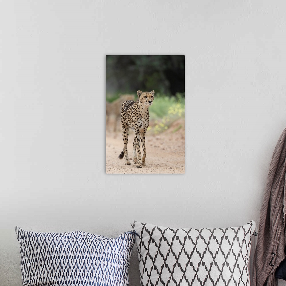 A bohemian room featuring Cheetah (Acinonyx jubatus) female, Kgalagadi Transfrontier Park, Northern Cape, South Africa, Africa
