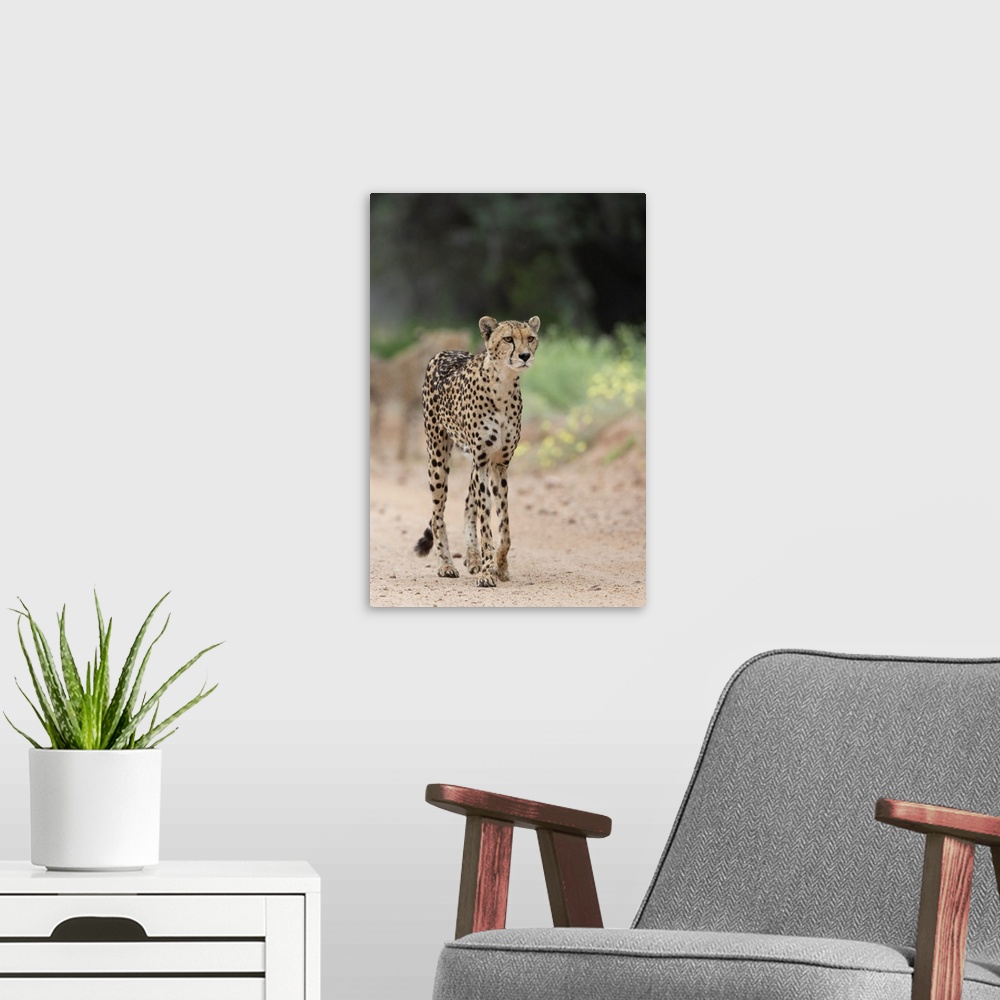 A modern room featuring Cheetah (Acinonyx jubatus) female, Kgalagadi Transfrontier Park, Northern Cape, South Africa, Africa