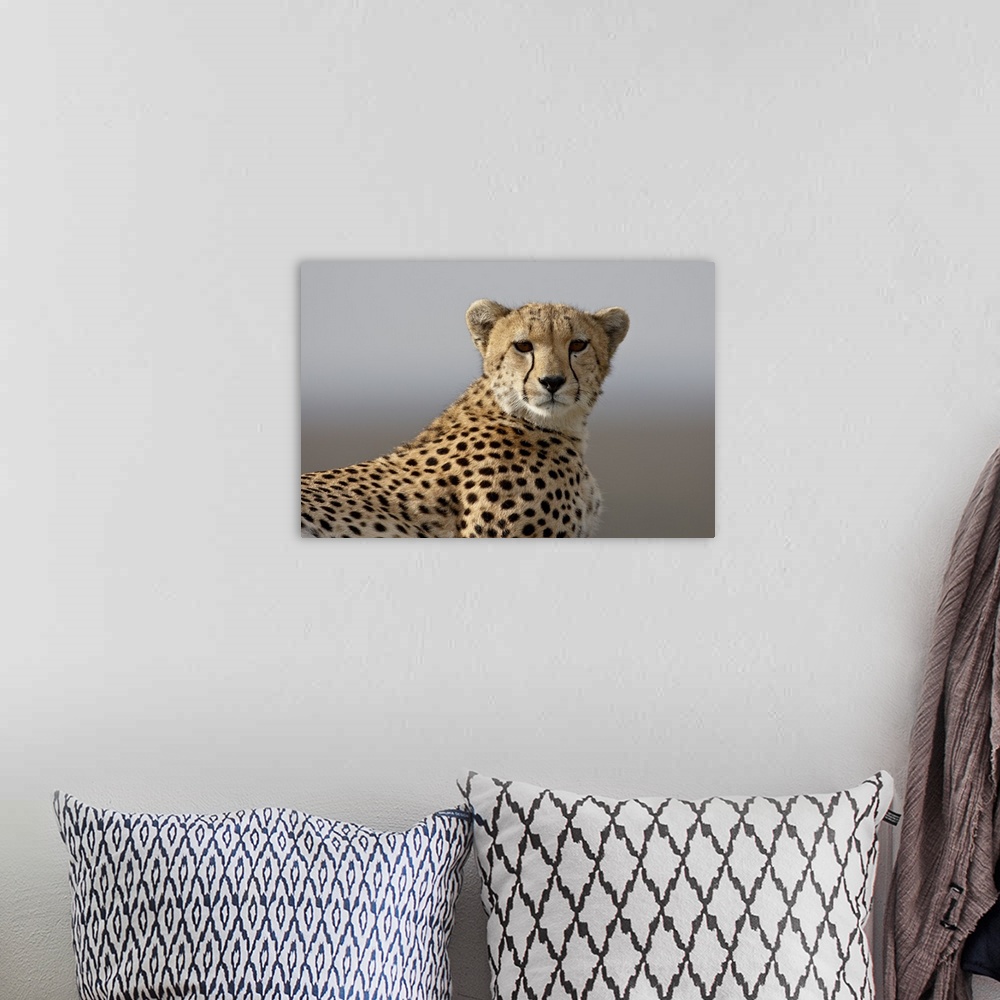 A bohemian room featuring Cheetah, Masai Mara National Reserve, Kenya, East Africa, Africa