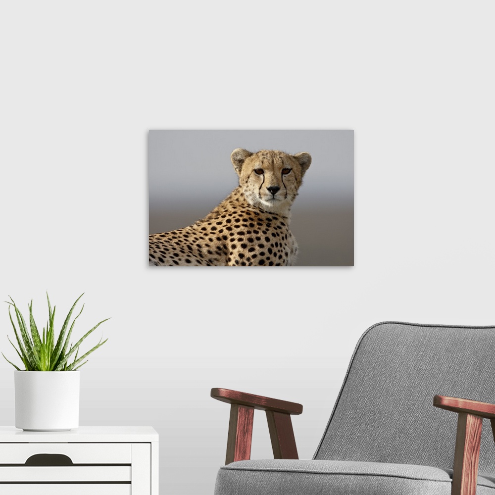 A modern room featuring Cheetah, Masai Mara National Reserve, Kenya, East Africa, Africa