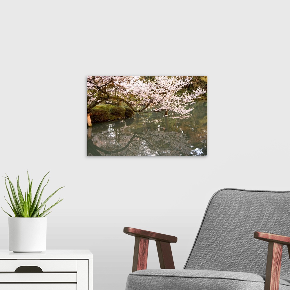 A modern room featuring Cherry blossom, Kenrokuen Garden, Kanazawa city, Honshu island, Japan