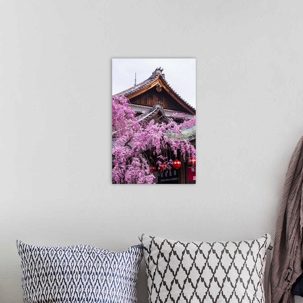 A bohemian room featuring Cherry blossom tree in the Geisha quarter of Gion, Kyoto, Japan, Asia.