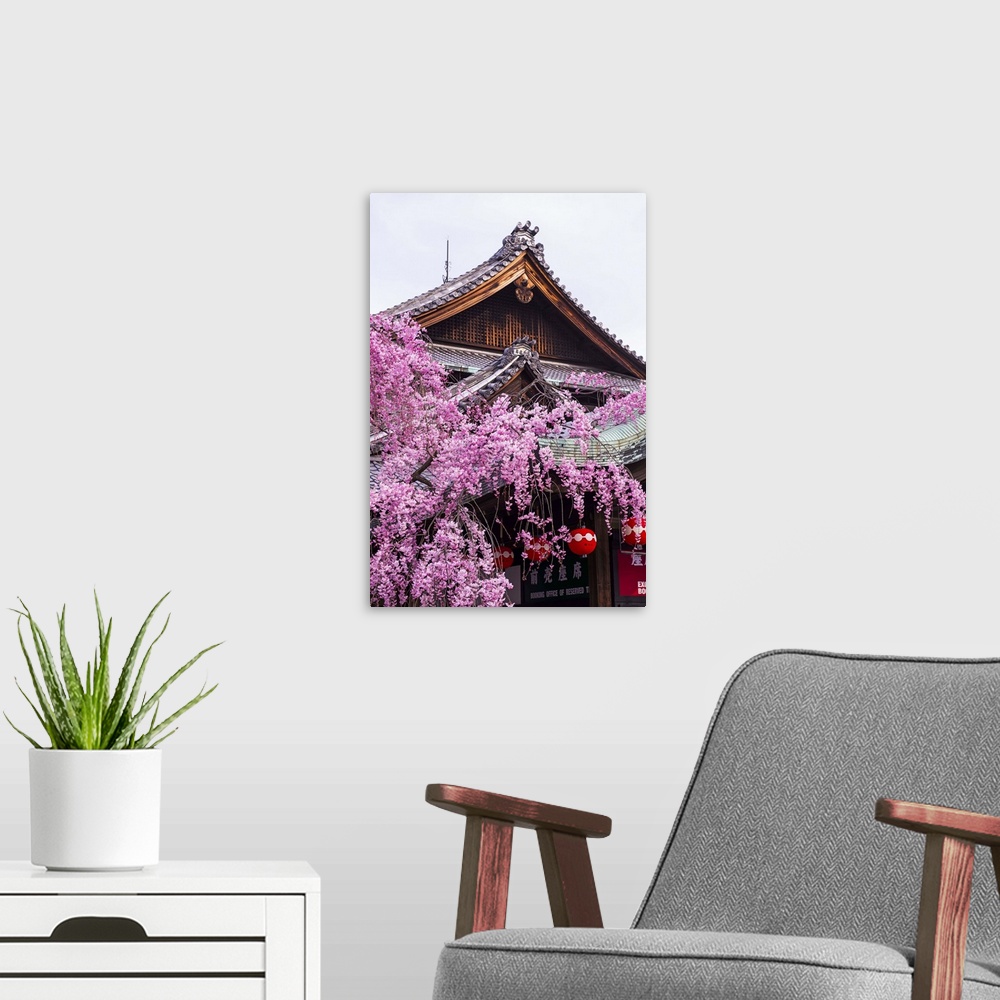 A modern room featuring Cherry blossom tree in the Geisha quarter of Gion, Kyoto, Japan, Asia.