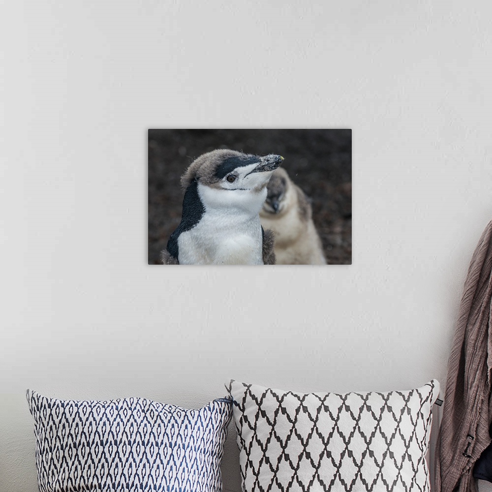 A bohemian room featuring Chinstrap penguin chick (Pygoscelis antarctica) on a black volcanic beach, Saunders Island, South...