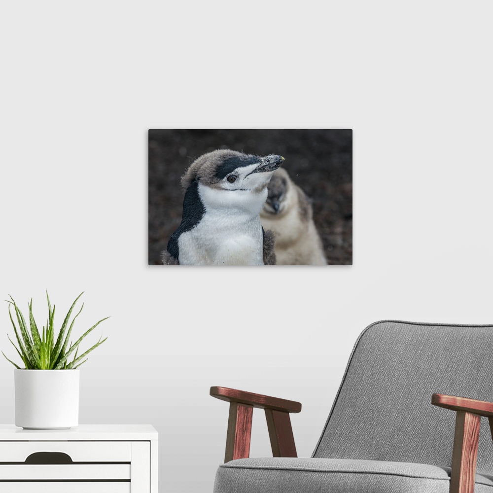 A modern room featuring Chinstrap penguin chick (Pygoscelis antarctica) on a black volcanic beach, Saunders Island, South...