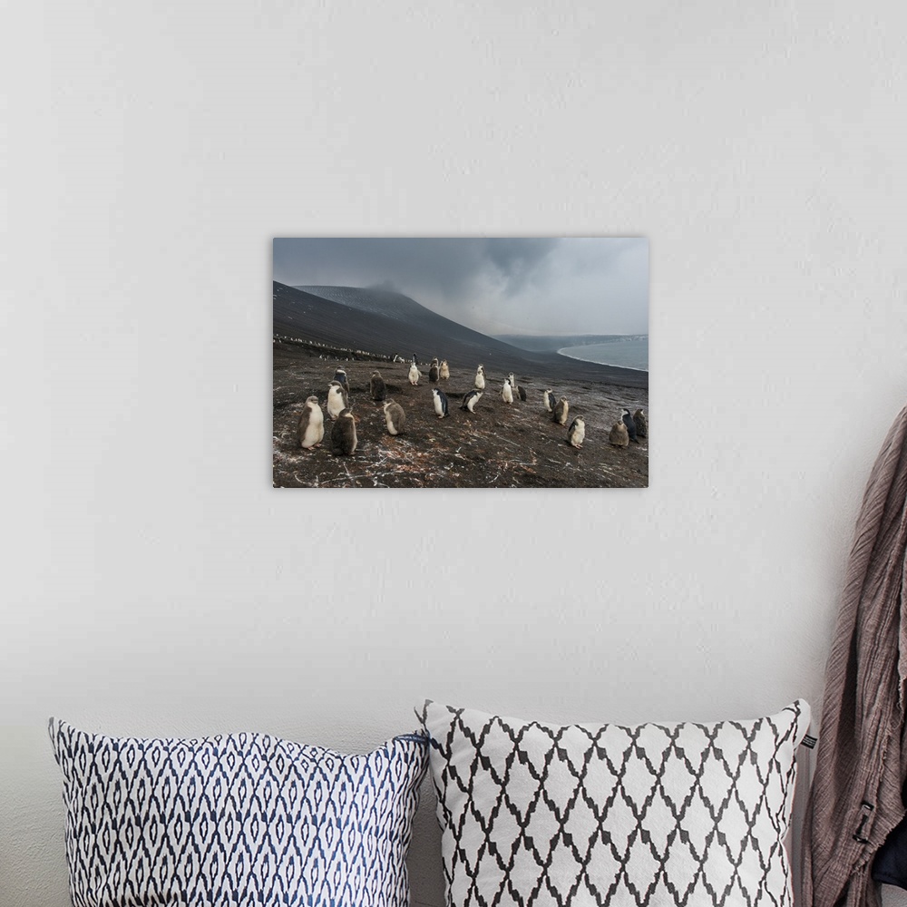 A bohemian room featuring Chinstrap penguin colony (Pygoscelis antarctica), Saunders Island, South Sandwich Islands, Antarc...