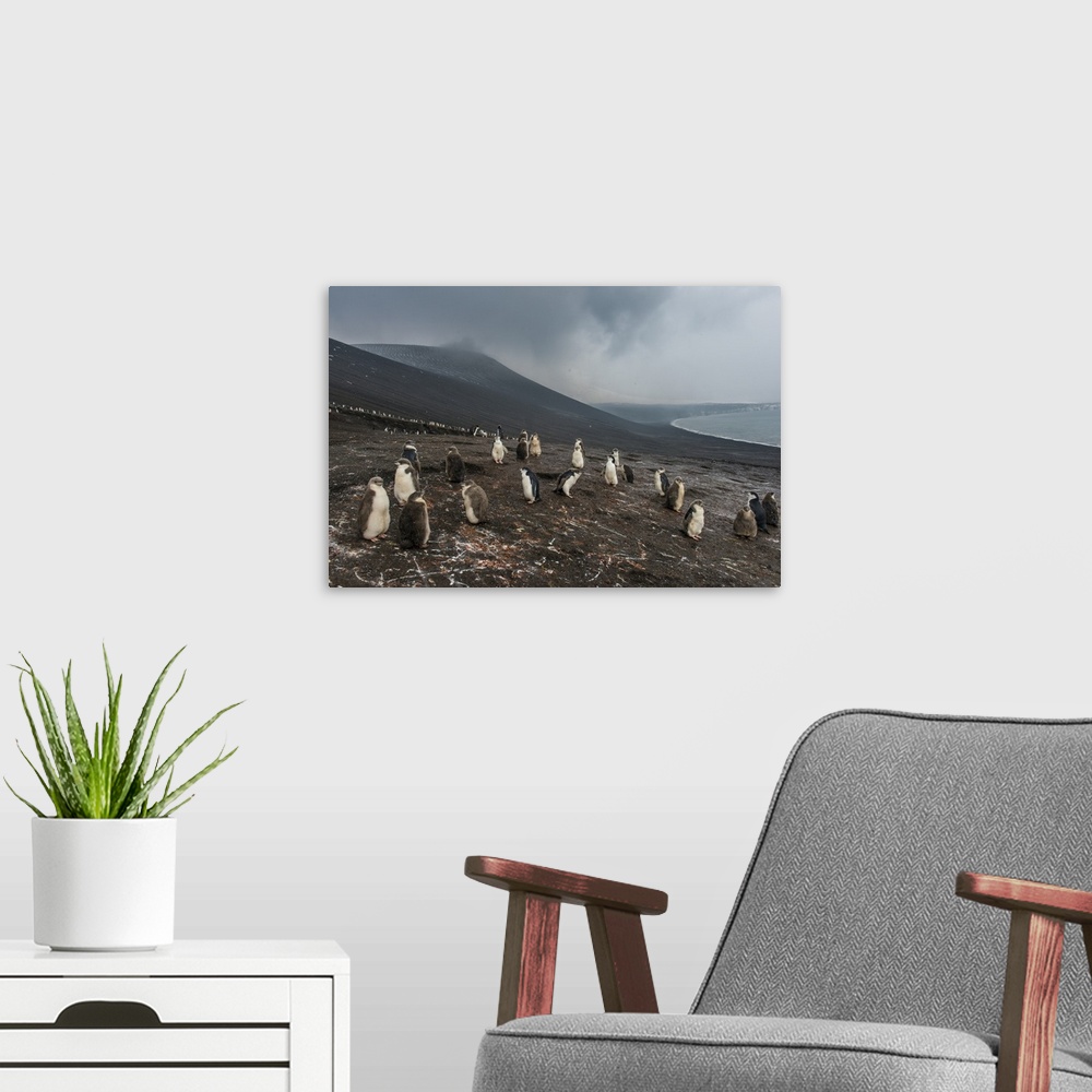A modern room featuring Chinstrap penguin colony (Pygoscelis antarctica), Saunders Island, South Sandwich Islands, Antarc...