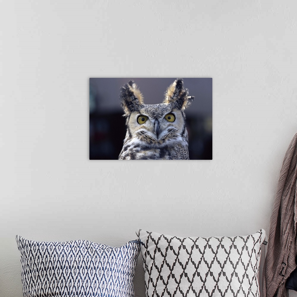 A bohemian room featuring Close-up of a greeat horned owl, Colorado