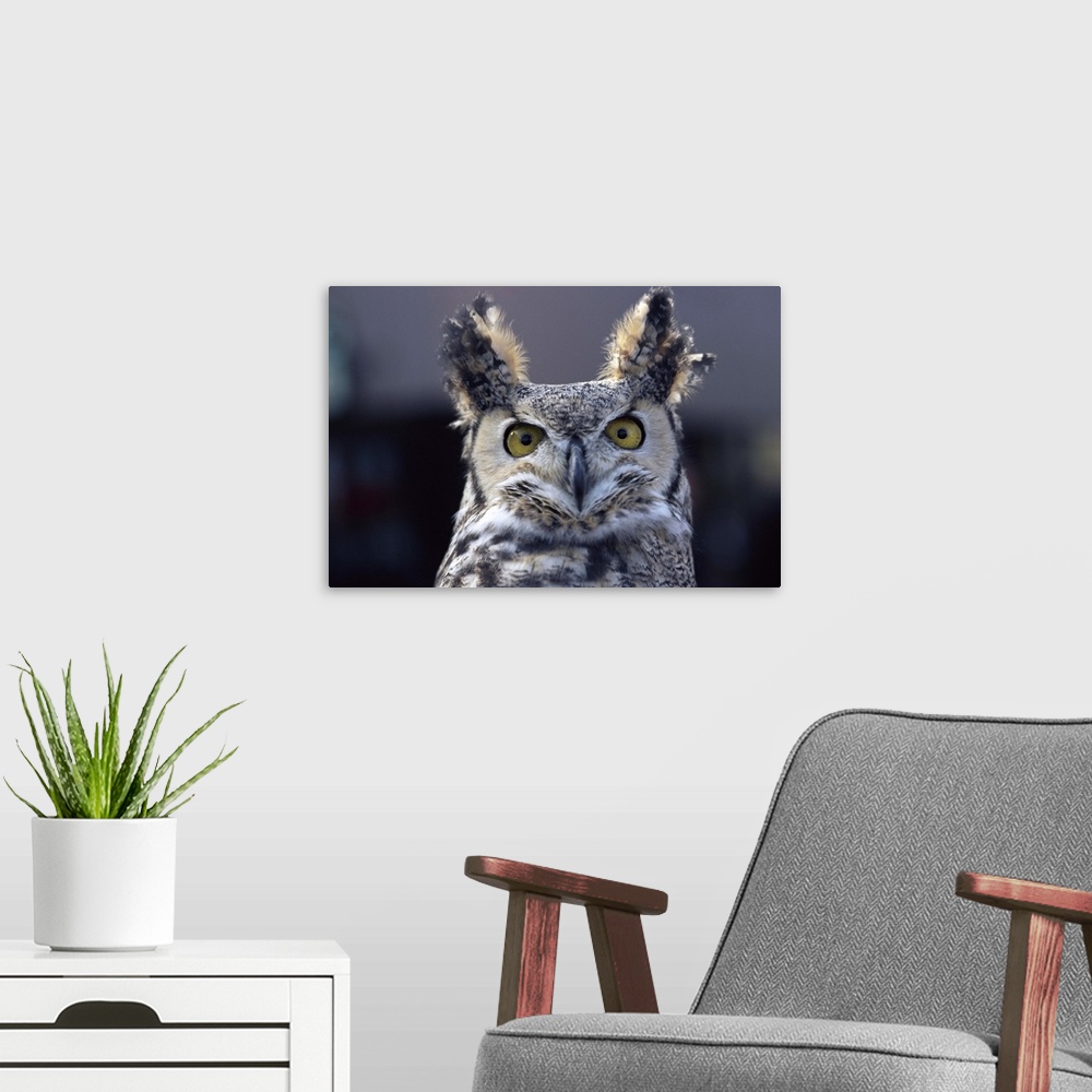 A modern room featuring Close-up of a greeat horned owl, Colorado