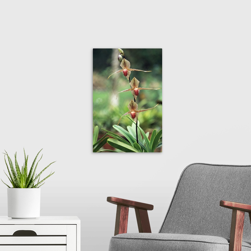 A modern room featuring Close-up of a rare orchid flower, Borneo