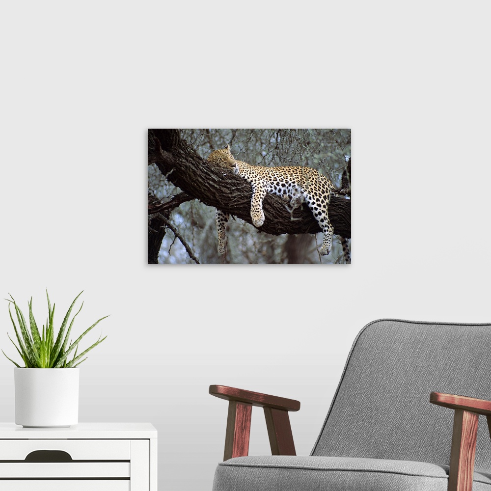 A modern room featuring Close-up of a single leopard, asleep in a tree, Kruger National Park, South Africa