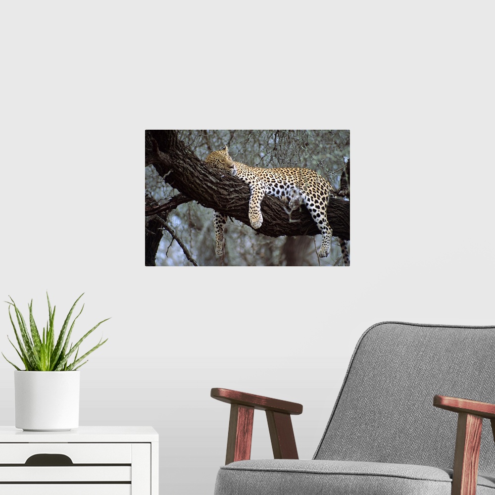 A modern room featuring Close-up of a single leopard, asleep in a tree, Kruger National Park, South Africa