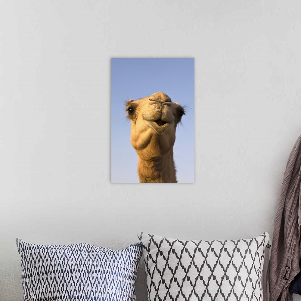 A bohemian room featuring Close-up of camel's head in bright evening light, United Arab Emirates