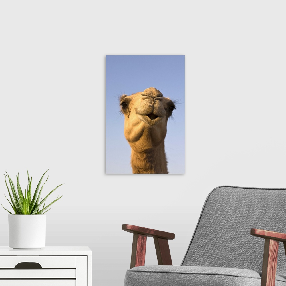 A modern room featuring Close-up of camel's head in bright evening light, United Arab Emirates