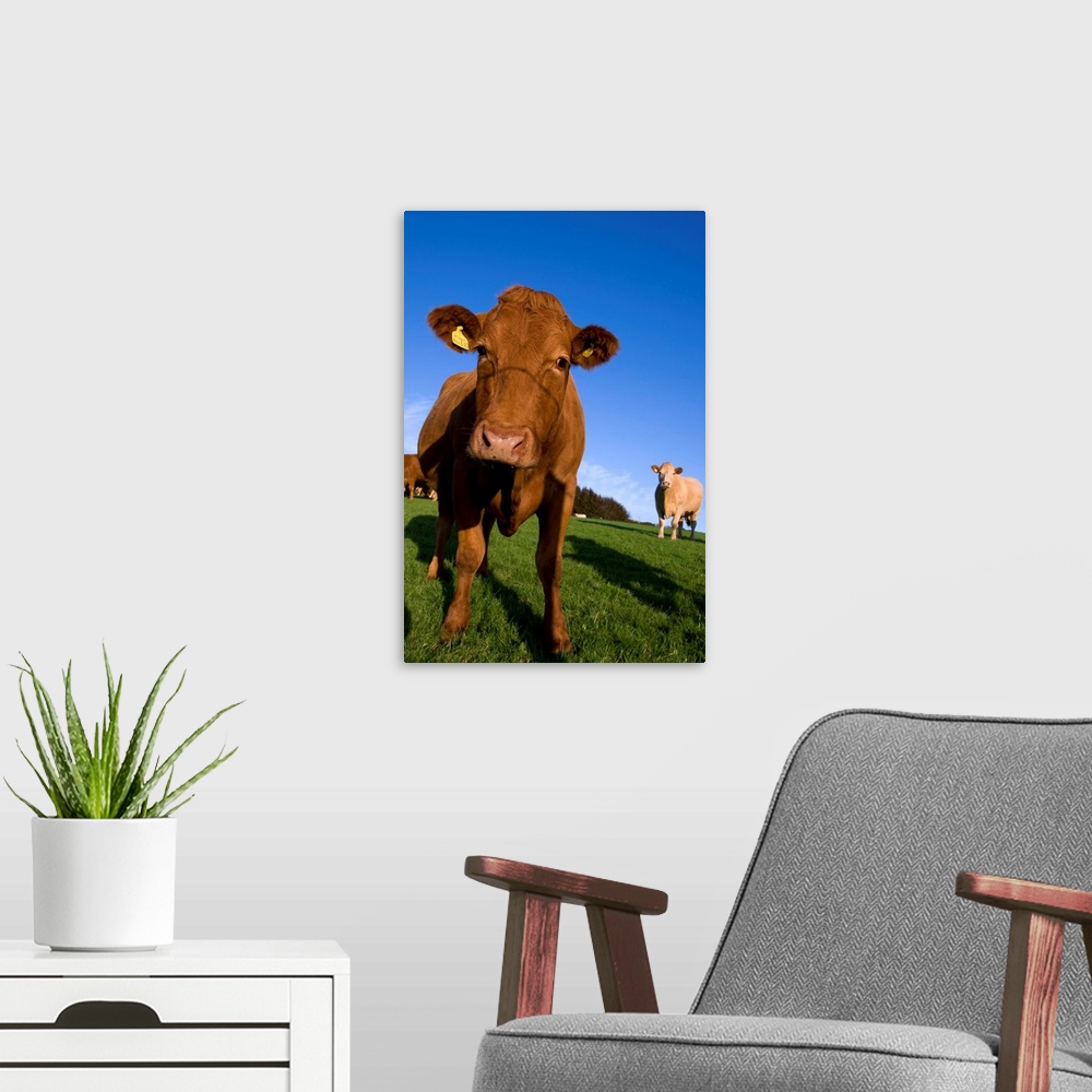A modern room featuring Close-up of cattle, north Exmoor, Devon, England, UK