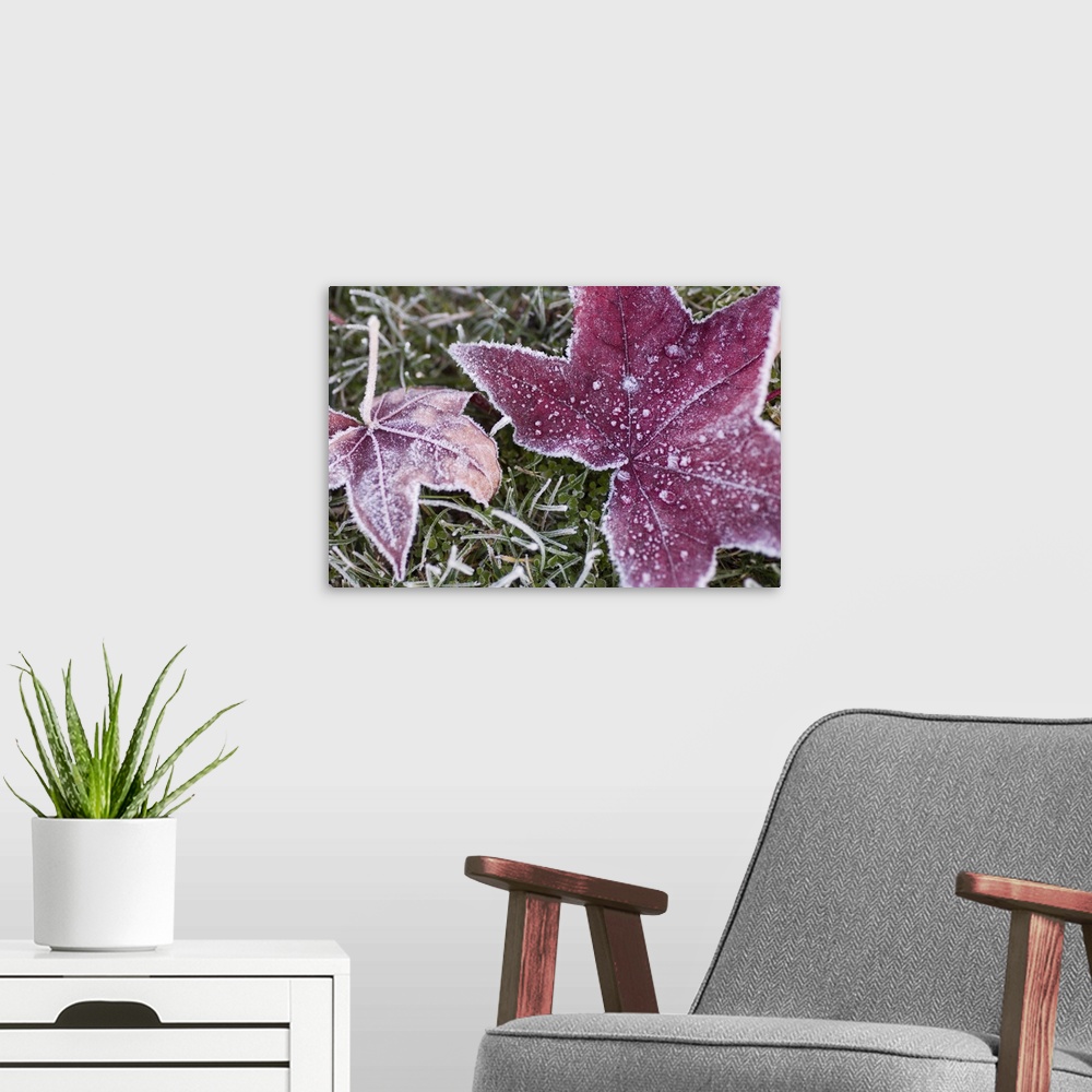 A modern room featuring Close up of frost covered maple leaf and grass