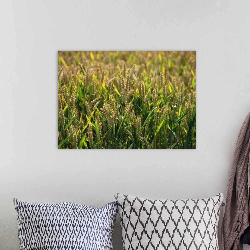 A bohemian room featuring Close-up of heads of wheat in a summer field at Enfield Chase, England, UK